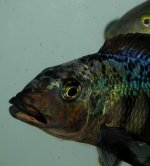 Fossorochromis_ rostratus_maschio.JPG
