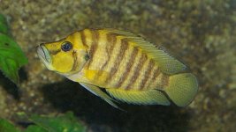 altolamprologus compressiceps chaitikabis.jpg altolamprologus compressiceps chaitikabis.jpg