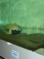 pesci 010.jpg