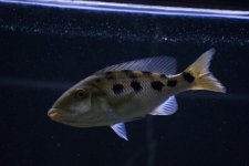 DSC_0163.jpg