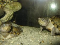 Tartarughe 013.jpg