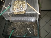 2015-08-04 uova 2015 5.jpg