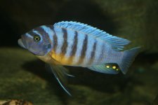 M. Fainzilberi makonde BB.JPG M. Fainzilberi makonde BB.JPG