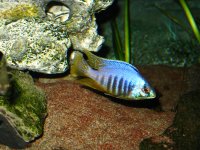 Acquario 2 093.jpg