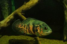 ImageUploadedByTapatalk1441441486.102405.jpg ImageUploadedByTapatalk1441441486.102405.jpg