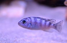 DSC_0366.JPG