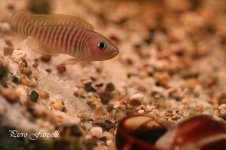Neolamrologus_multifasciatus1.jpg Neolamrologus_multifasciatus1.jpg