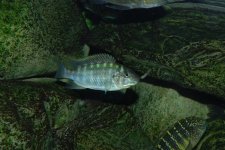 DSC_1078.jpg DSC_1078.jpg