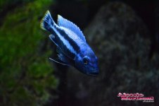 DSC_0527.jpg