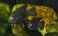 Ocello tilapino_3.JPG