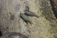 Lamprichthys tanganicanus.JPG