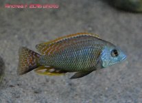 maschiofebb016c W.jpg