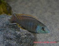maschiofebb016d W.jpg