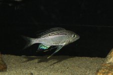 IMG_2929.JPG