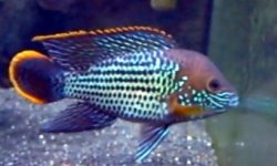aequidens rivulatus.jpg aequidens rivulatus.jpg
