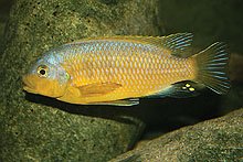 yellow ventral.jpg yellow ventral.jpg