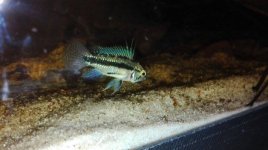 A. trifasciata maschio.jpg