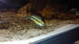 Apistgramma femmina in riproduzione.jpg