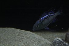 IMG_4152.JPG