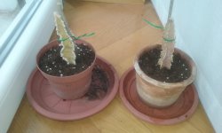 Talee Euphorbia.jpg