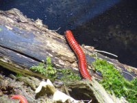 marzo2012 028.jpg