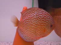 marzo2012 071.jpg