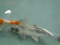 marzo2012 096.jpg