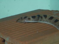 marzo2012 043.jpg