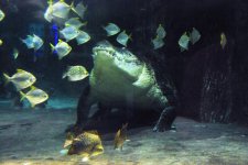 Salt-Croc.JPG