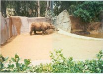 Sum Rhino S Diego '91.jpg