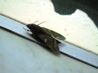 DSC03098.JPG