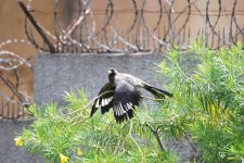 DSC_2153.JPG