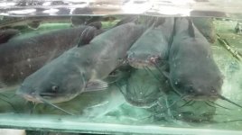CATFISH_1 - Copia.jpg