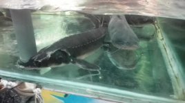 STORIONE & CATFISH - Copia.jpg