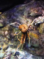 DSCF3929 - Granchi gigante del Giappone - Copia.JPG