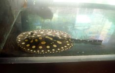 3_Potamotrygon leopoldi.JPG