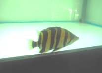 4_Datnioides sp.JPG
