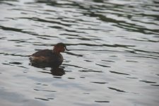 12_Trang An, uccelli acquatici.JPG