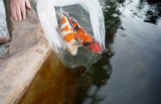 Koi 1 & 2_B.JPG