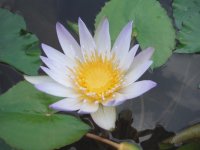 DSCF4237 - fiore bianco - Copia.JPG