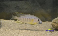 breeding 5.jpg