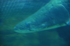 Acquario_3.JPG