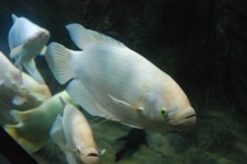 Acquario_4.JPG