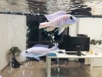 WhatsApp Image 2019-12-18 at 17.23.12.jpeg