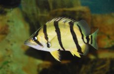 Datnioides sp_1B.JPG