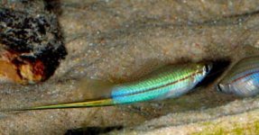 xipho-alvarezi-m-legg.jpg xipho-alvarezi-m-legg.jpg