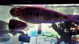 Channa pleurophtalma_1 - Copia.jpg