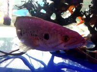 Channa pleurophtalma_3 - Copia.jpg
