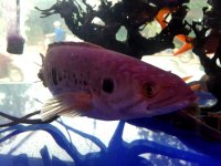 Channa pleurophtalma_4 - Copia.jpg