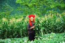 DSC_0023 - Red Dao.JPG